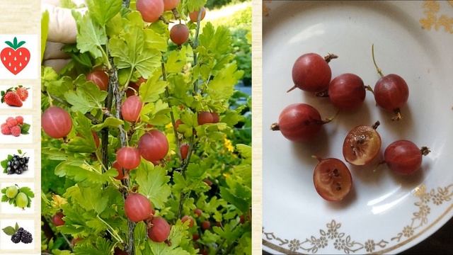 Крыжовник Дарлинг  с удивительным вкусом