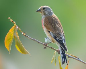 Музыка для релаксации. 1