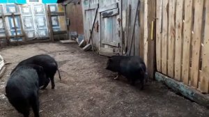 как определить беременность у вьетнамской вислобрюхой свиньи