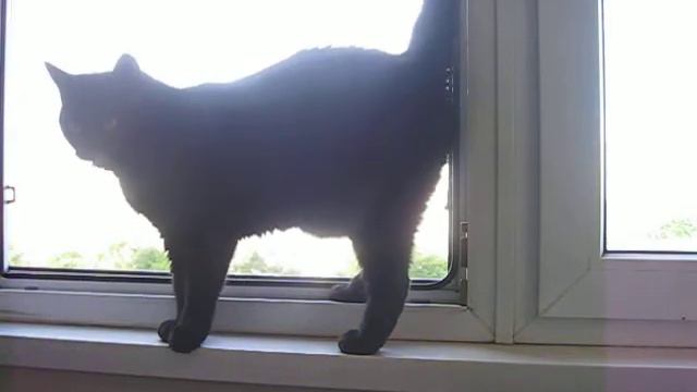 Новая пачка кофе и кот смотреть онлайн