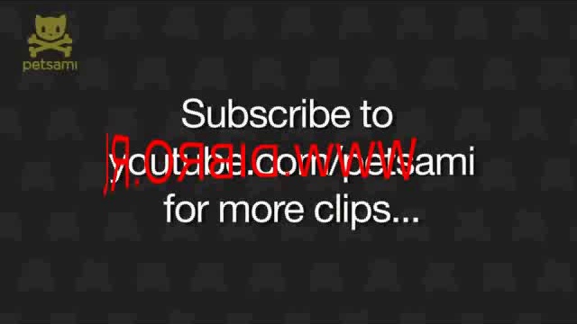 медведь против кота. смотреть онлайн