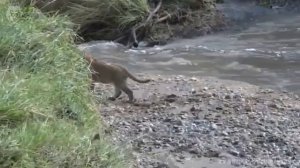 Extreme Fight Lion Vs Crocodile, Wild Animals Attack