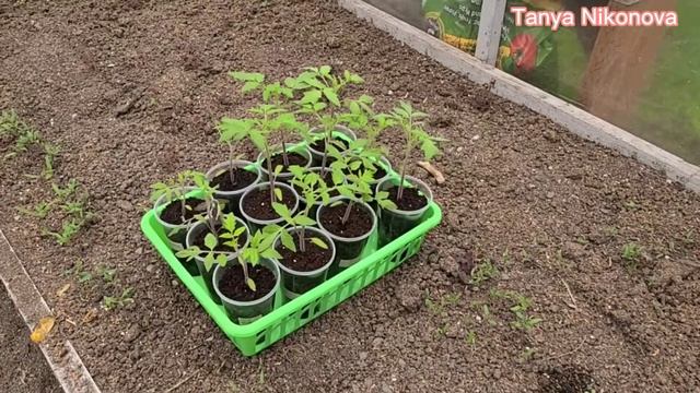 РАССАДА ПОСЛЕ ОБРАБОТКИ ЭПИНОМ И АГРИКОЛА ЭКОГЕЛЬ АНТИСТРЕСС. смотреть онлайн