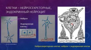 Эндокринная система 2. Гипоталамус