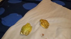 Лягушки водоносы и кот Мурлок ловят сверчков.