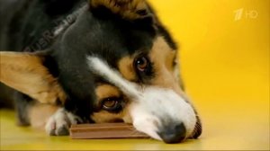 Аdvertising  Реклама Педигри Дента Стикс   Зубные протезы у собак HD