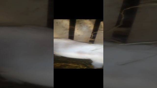 Малышка Даринка, остается в хозяйстве. Козлик на продажу.