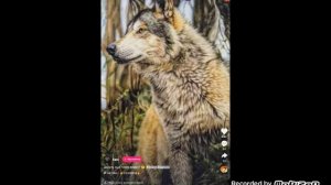 Расскажи свой знак задиака (кто увидел видио пишет сразу свой знак задиака я 🦁