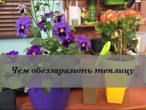 ЧЕМ ОБЕЗЗАРАЗИТЬ ТЕПЛИЦУ? Дачные сезоны Марины Рыкалиной 14.04.18