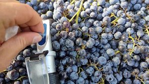 16 сентября 2023 виноград Каберне совиньон который можно купить в Санкт-Петербурге