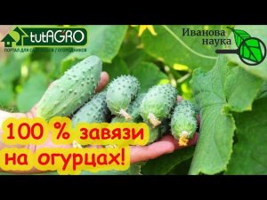 ЗАВЯЖУТСЯ ВСЕ ОГУРЦЫ, если подкормить их удобрением ПО СХЕМЕ!