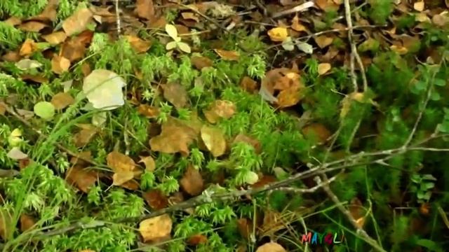 Грибы Мокрухи Млечники Подберезовики в болоте, во мху. смотреть онлайн