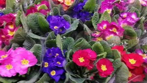 комнатные растения в Леруа Мерлен