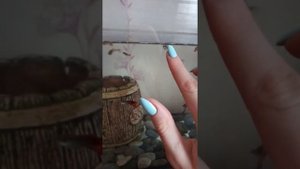 Рыбки гуппи после уборки аквариума(как различить пол мальков?!)