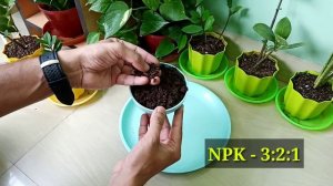 Best NPK fertilizer for Seedling and Germination