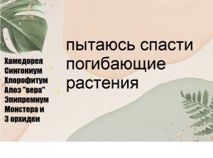 Реанимирую комнатные растения.