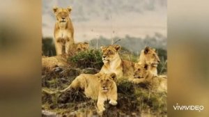 Прайд Львов драки Львов . Жизнь Львов