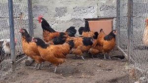 куры Форверк куры породы немецкий Форверк