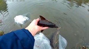 Зарыбления Осетра в пруд.