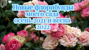 Лучшие флорибунды для моего сада с названиями сортов!