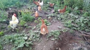 Куры и петух в деревне на даче