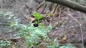 Места обитания куницы!!!