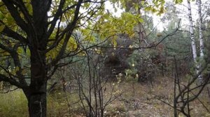 Маскировка фотоловушки в летне-осенний период.