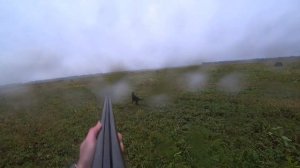 Закрытие охоты на перепела в 2021г. Шотландский сеттер в работе...