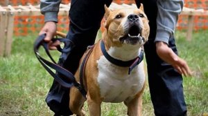 СТАФФОРД ПРОТИВ КАВКАЗСКОЙ ОВЧАРКИ КТО ПОБЕДИТ?