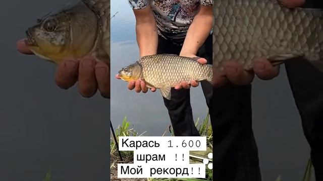 Мега карась! Рыбалка в Вилково! Самый крупный карась!