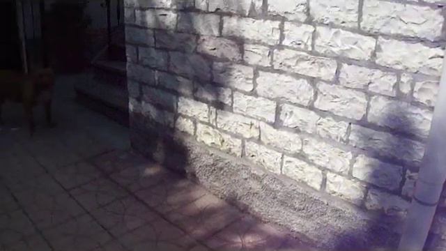 Pit bull Training смотреть онлайн