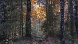 ✨Сколько дорог юность моя ты прошла✨