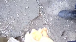 лайф хак , закручивалась цепь у собаки