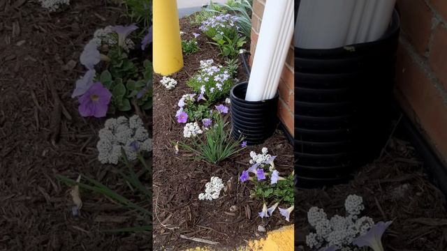 Plant Update: Add a little mulch and your flowers pop! смотреть онлайн