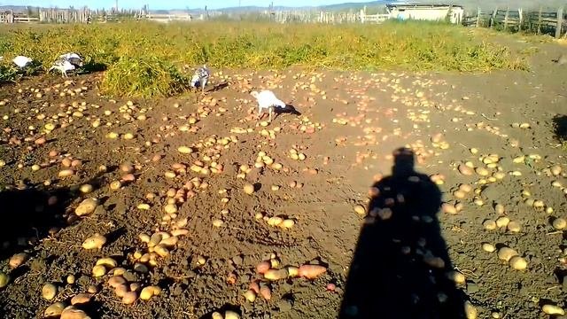 Начали копать  картошку  .
