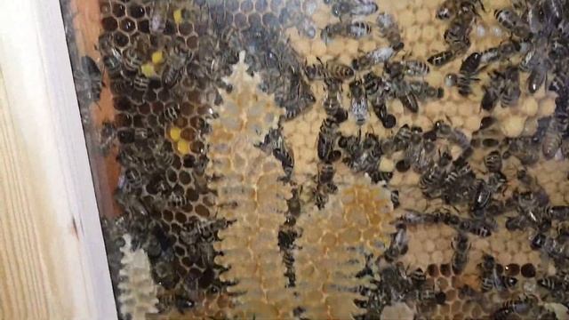 СЛЕДИМ ЗА ПЧЕЛОЙ смотреть онлайн