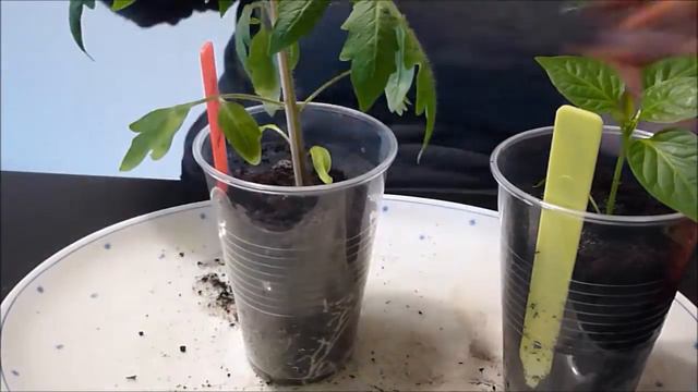 Pflanzen Update 10 und Umpflanzen смотреть онлайн