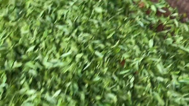 Чайные плантации зеленого чая LuCha провинция Хунан Hunan. 绿茶 湖南省 смотреть онлайн