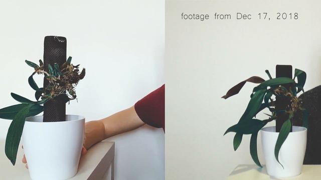 Self Watering Mount ● 3 Month Update смотреть онлайн