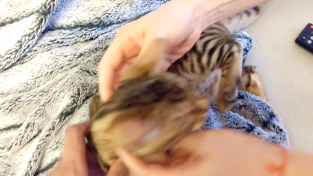 Котенок бенгал bruno д.р. 01.02.16 смотреть онлайн