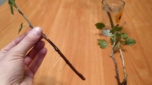 Чёрная смородина сорт "Титания". Размножение черной смородины.