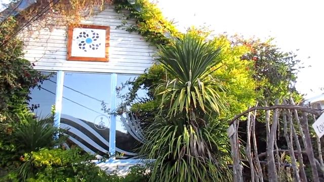 Cordyline australis on Salt Spring Island смотреть онлайн