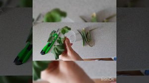 Укоренение черенка пеларгонии в соке алое