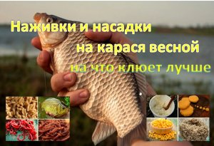 Наживки и насадки на карася весной — на что клюет лучше.
