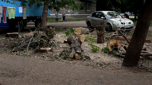 U News. Деревья как предмет раздора жителей дома 19 по ул Шаймуратова смотреть онлайн