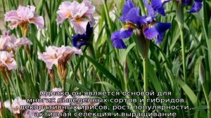 Ирис болотный