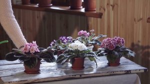 Фиалка секреты ухода в домашних условиях | Я знаю