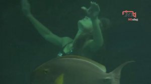 Русалки в аквариуме. Океанариум Сочи Адлер. Шоу русалок девушек в реальной жизни.