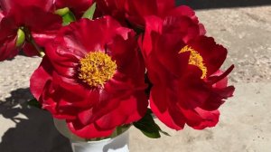 Peony Mackinac Grand пион Макинак Гранд в Великом Новгороде 2021