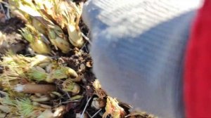 Две важные работы с волжанкой в весенний период